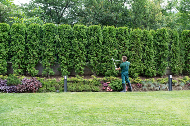 Best Tree Disease Treatment  in Churchill, PA